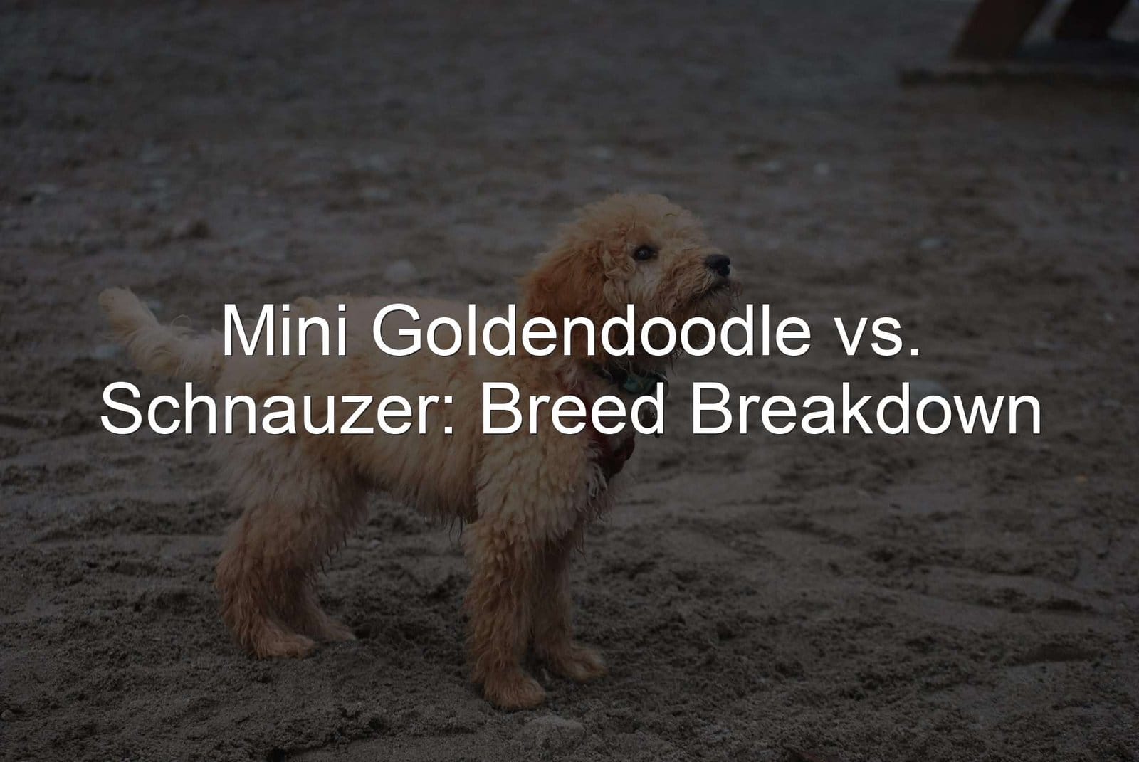 Mini Goldendoodle vs. Schnauzer: Breed Comparison