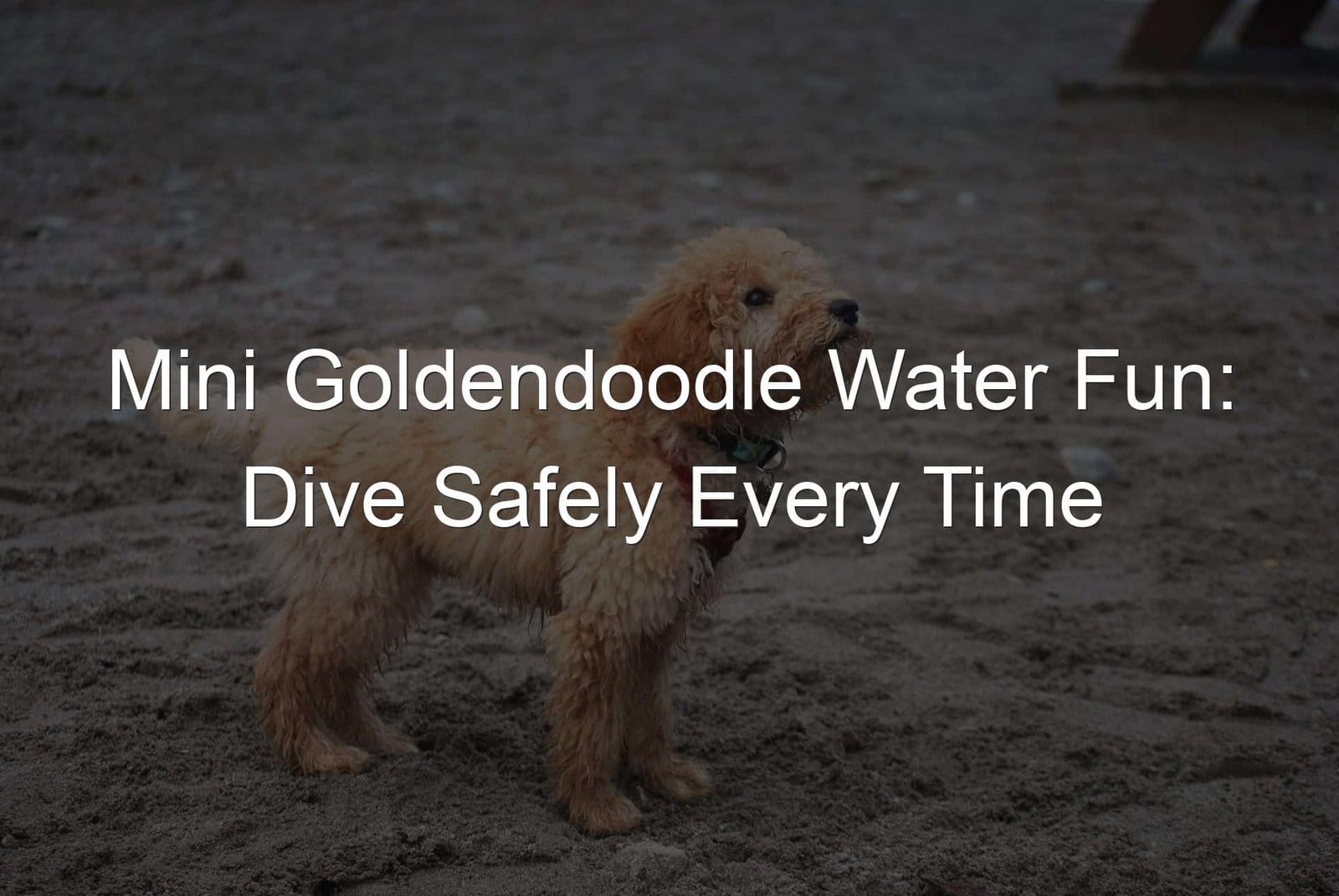 Mini Goldendoodles dive safely into water for fun every time.