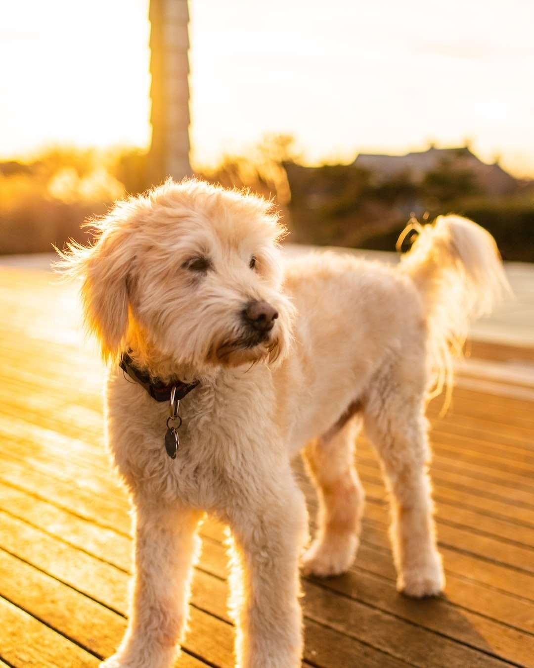 A Mini Goldendoodle dog standing on a wooden deck at sunset.