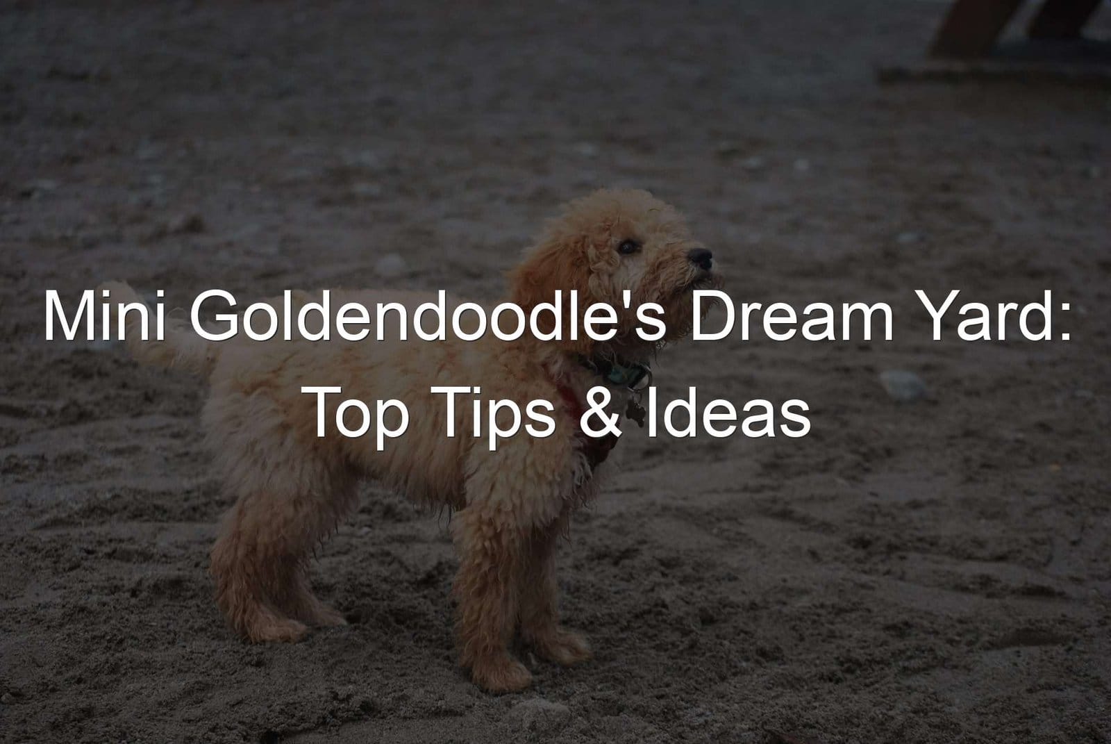 Mini Goldendoodle dream yard tips