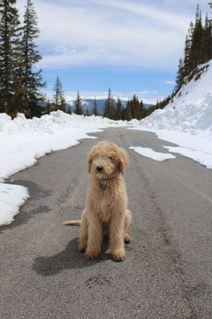 Mini Goldendoodle on a road