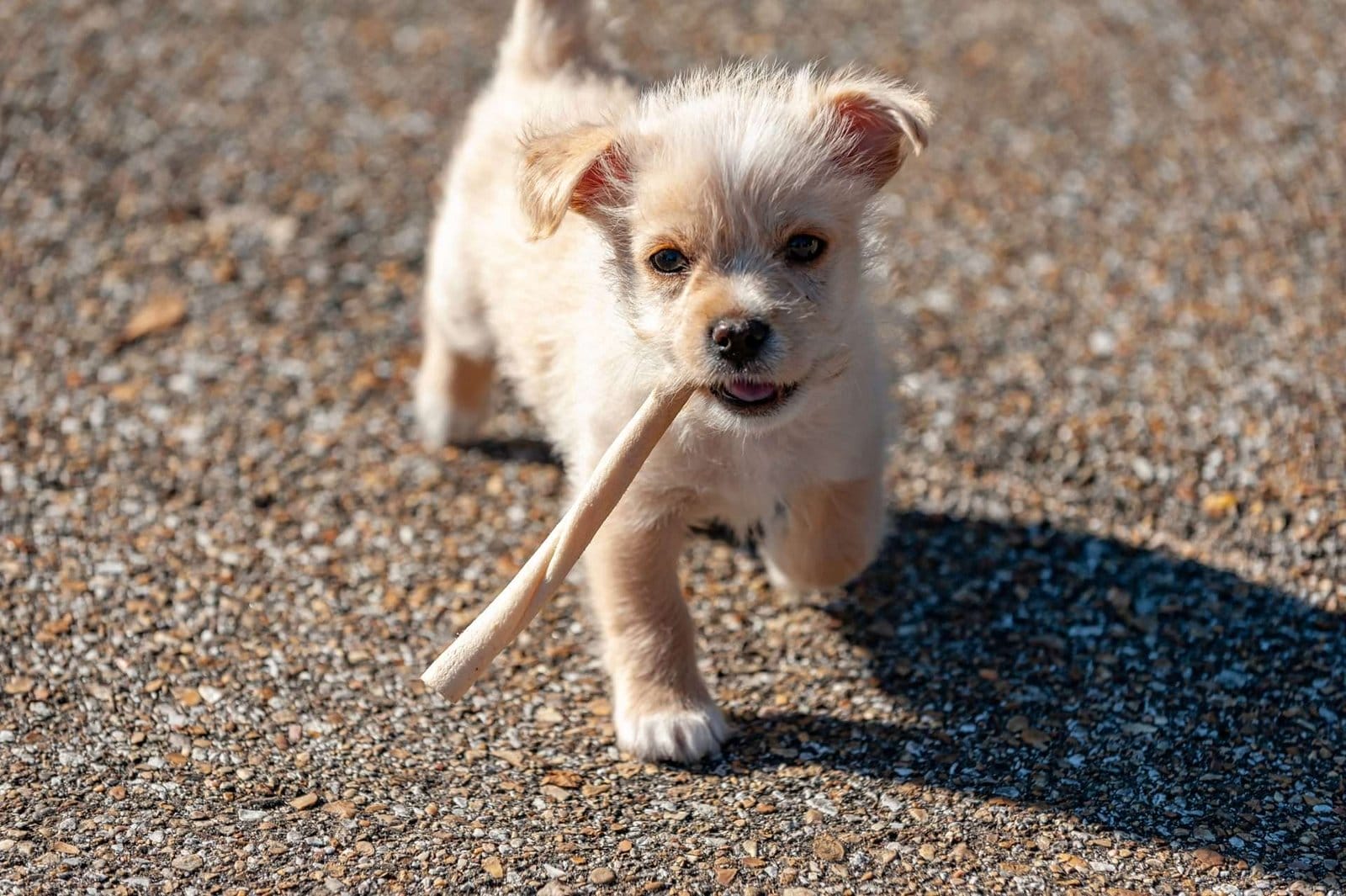 mini Goldendoodle puppy holding a stick in his mouth waling on the ground