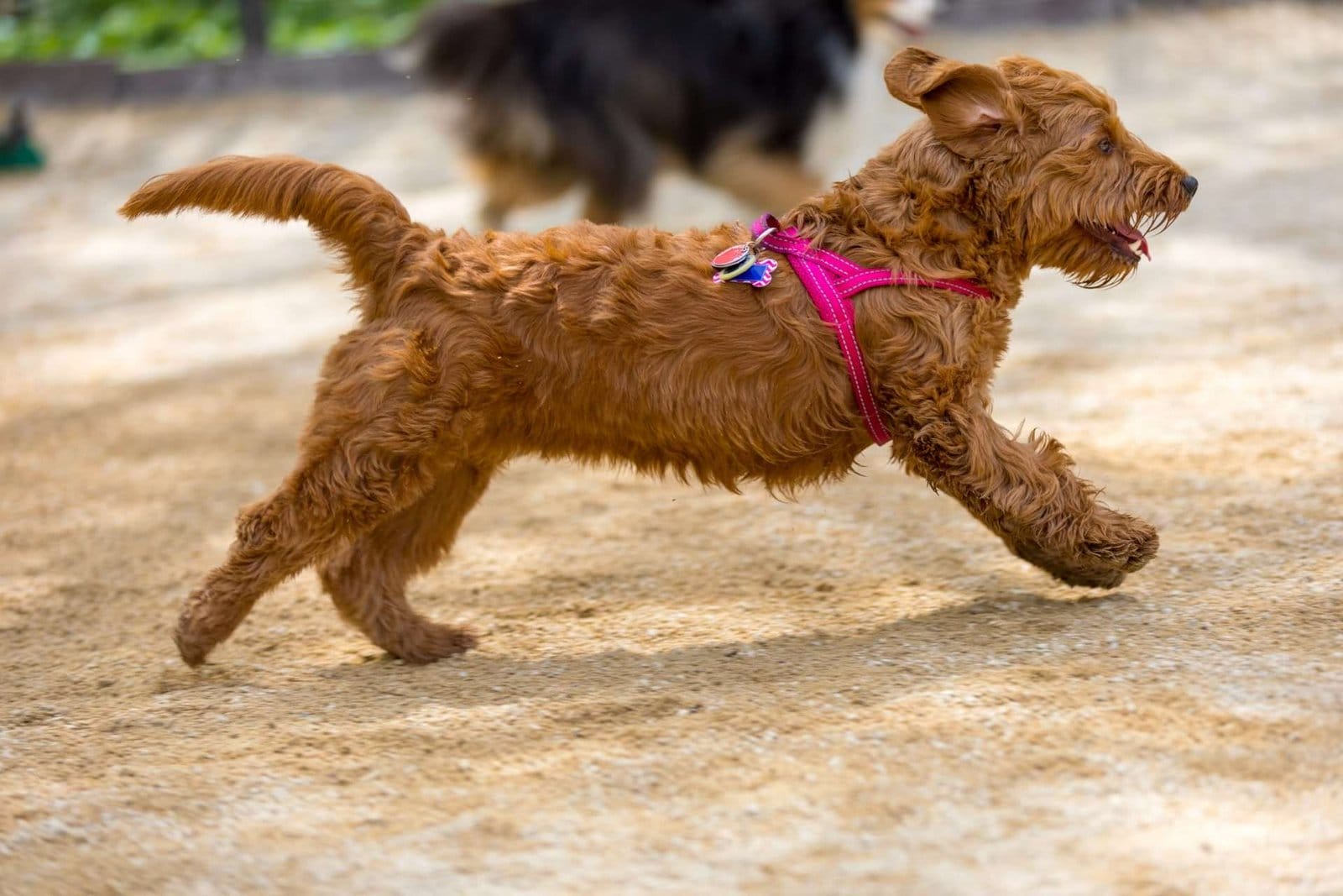 mini Goldendoodle running outdoors on sand with a pink harness