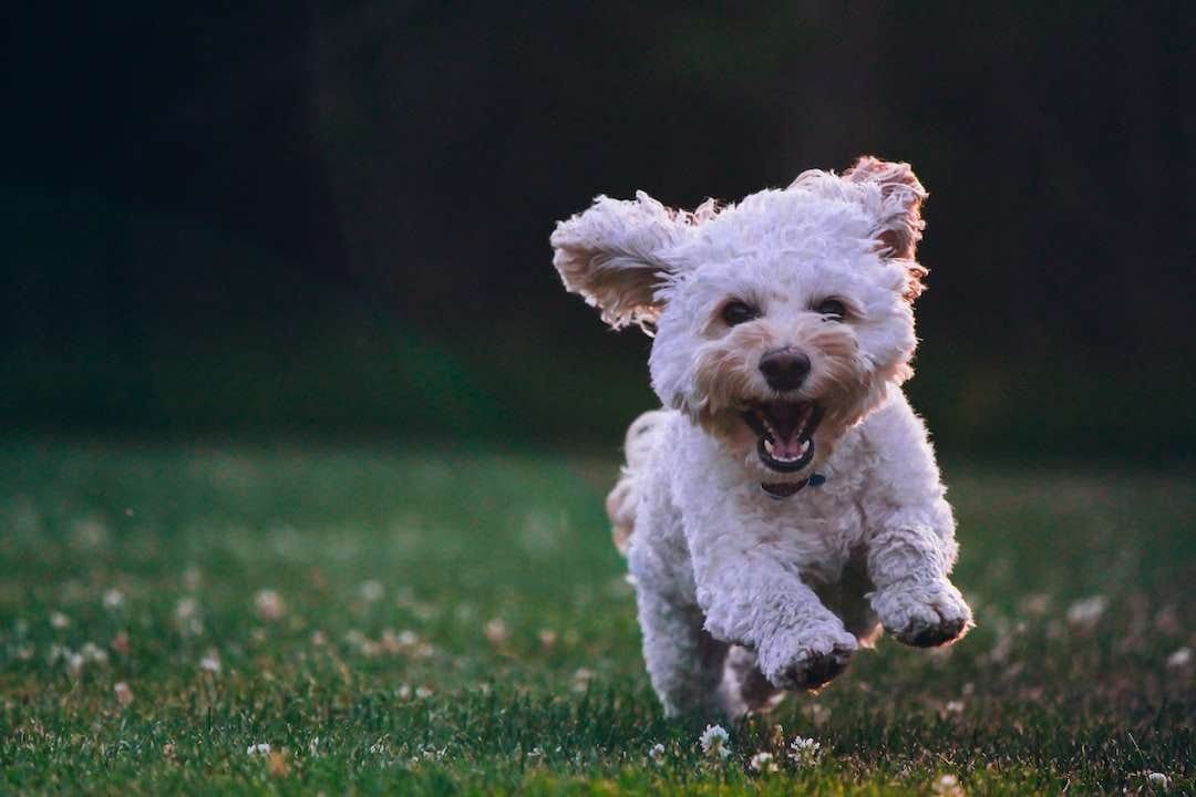 a white Mini Goldendoodle running on grass