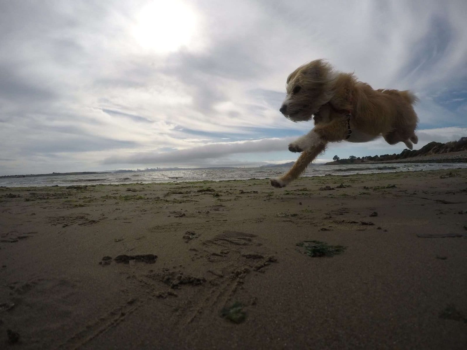 a mini Goldendoodle is running on the beach with a cloudy sky on the background