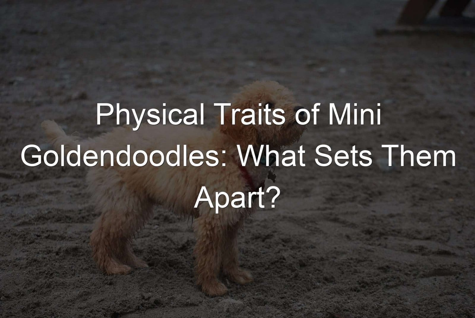 Physical traits, mini goldendoodles.