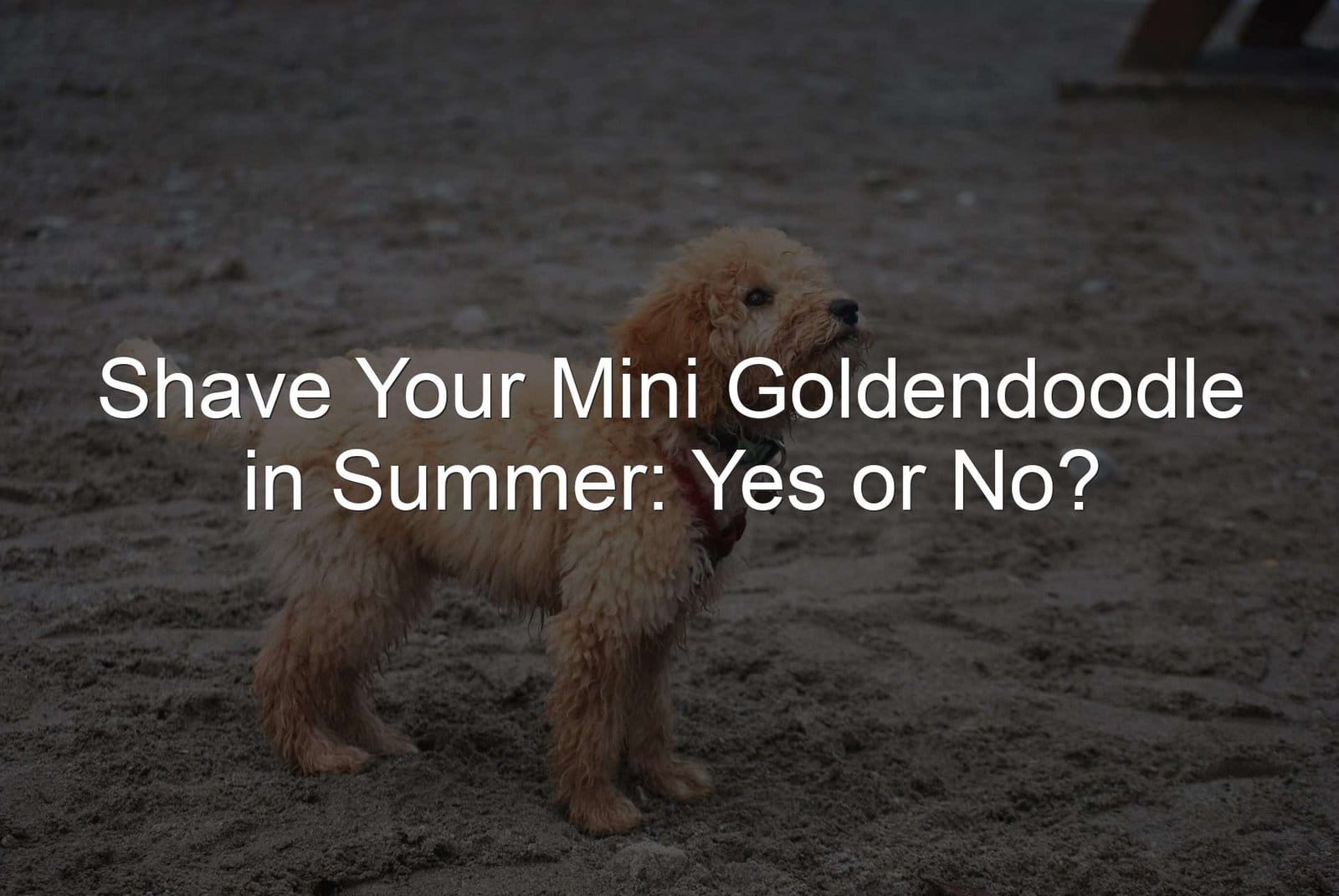 Keywords: Shave, Mini Goldendoodle, Summer