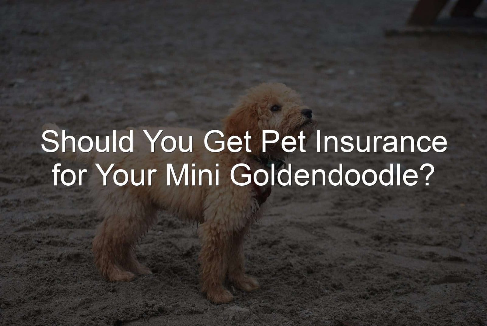 Keywords: pet insurance, mini goldendoodle