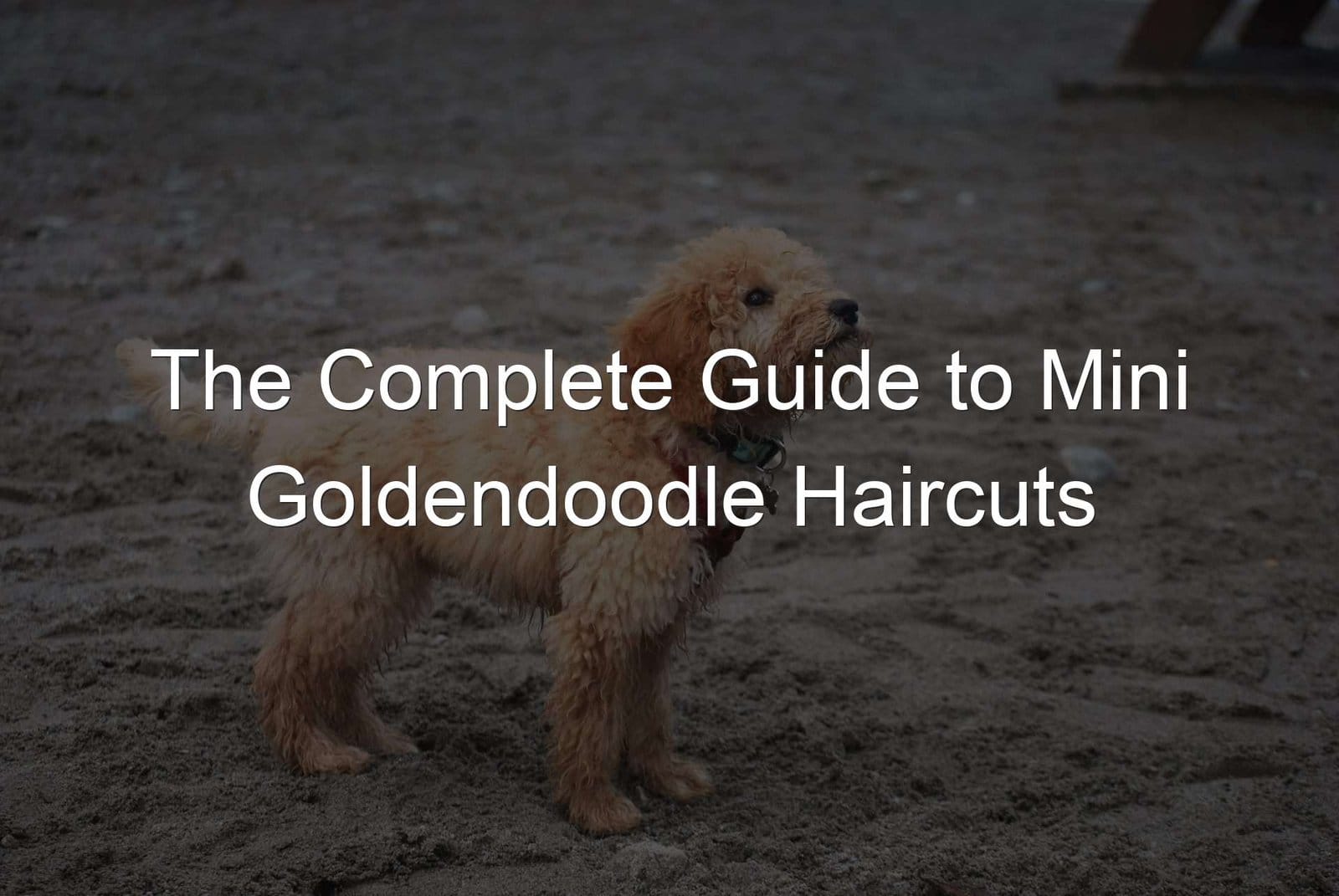 The complete guide to grooming Mini Goldendoodles.