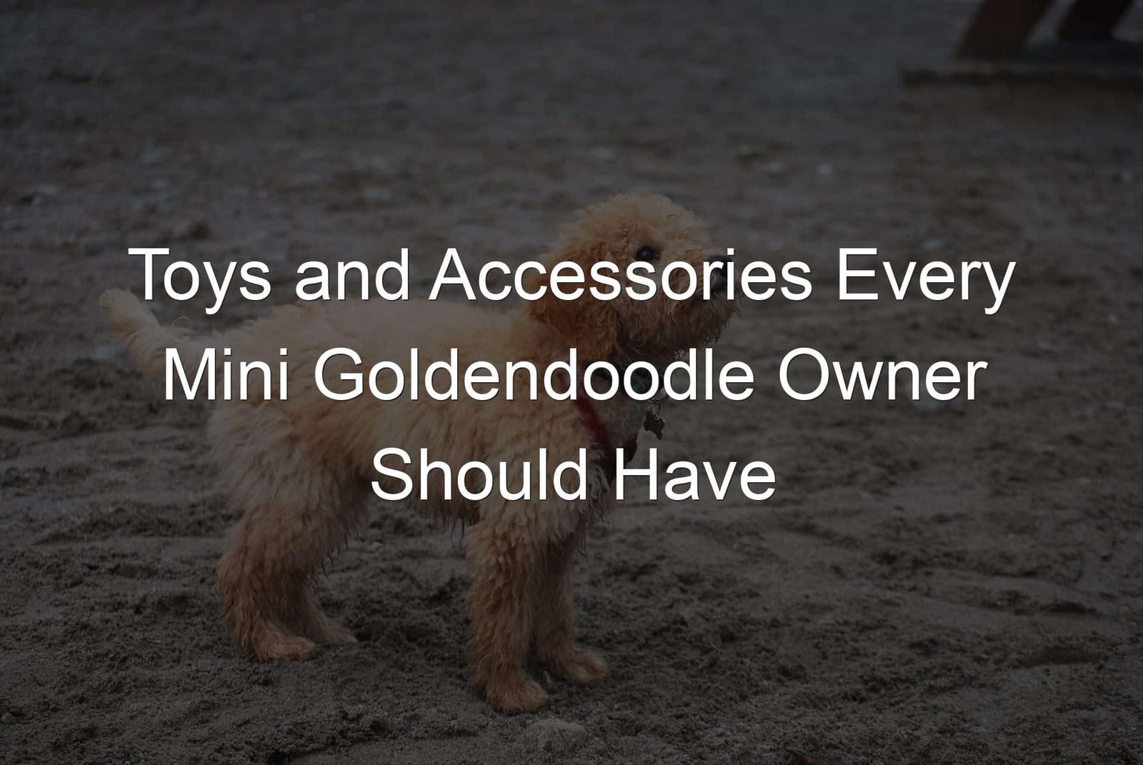 Toys and accessories every mini goldendoodle owner should have.