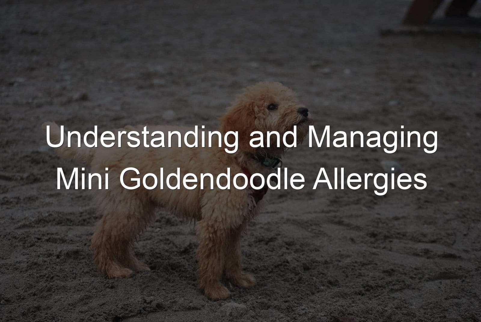 Managing goldendoodle allergies.