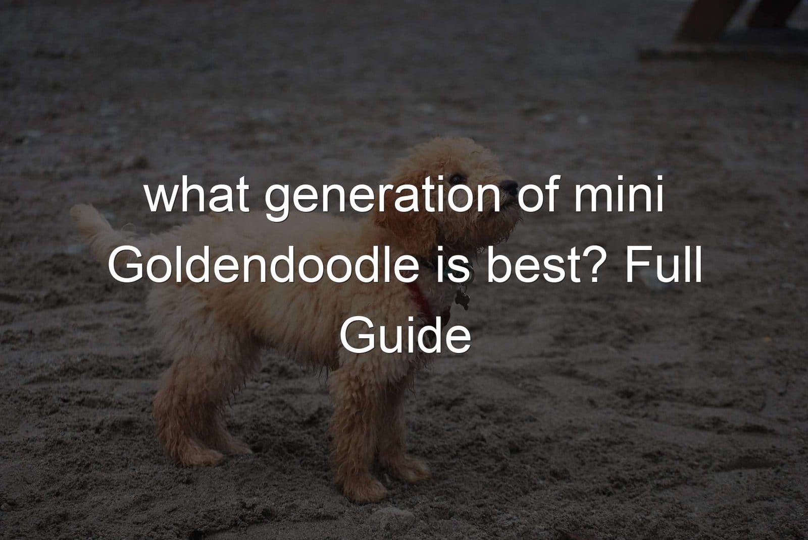 Goldendoodle generation