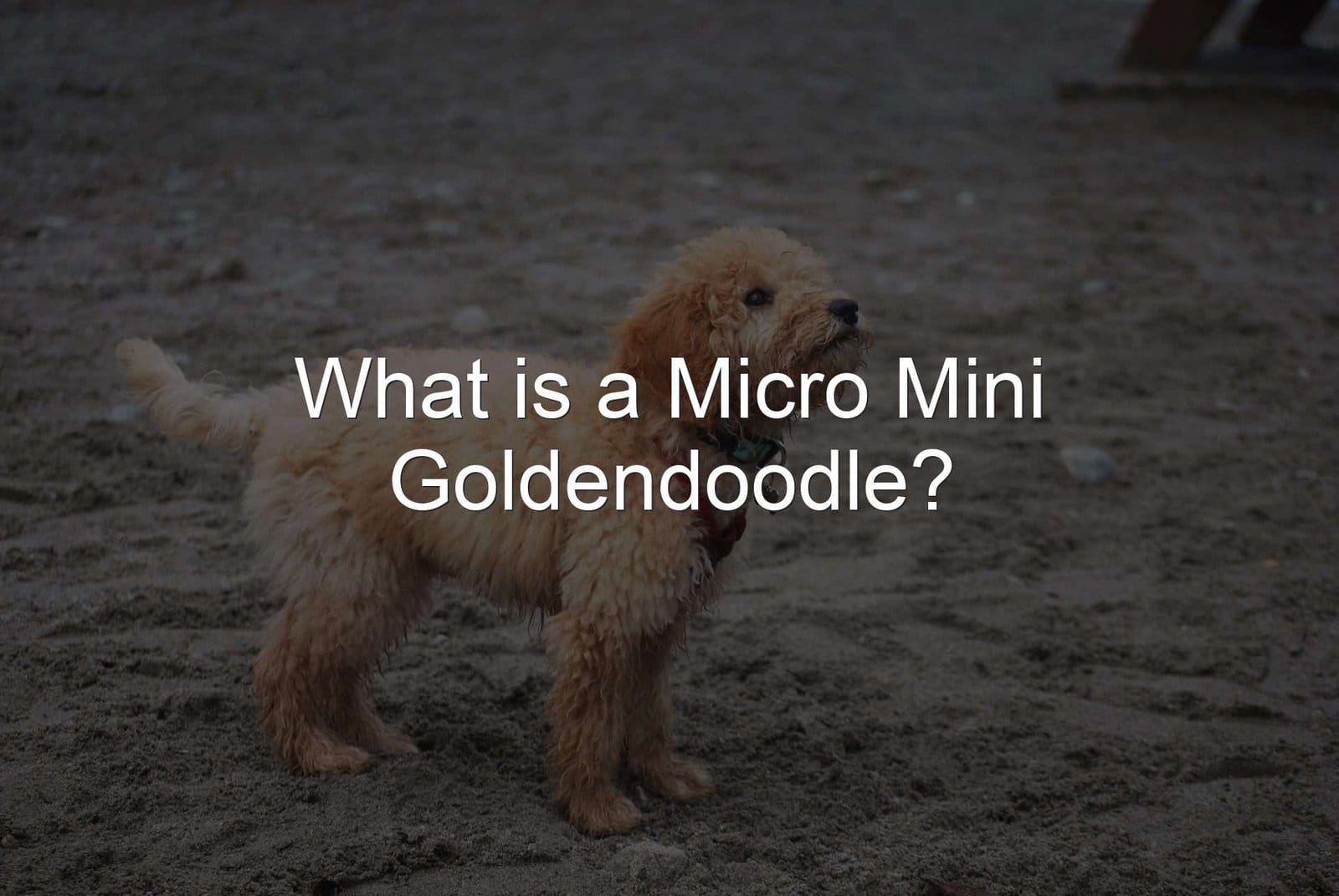 everything-you-need-to-knowabout-micro-mini-goldendoodles