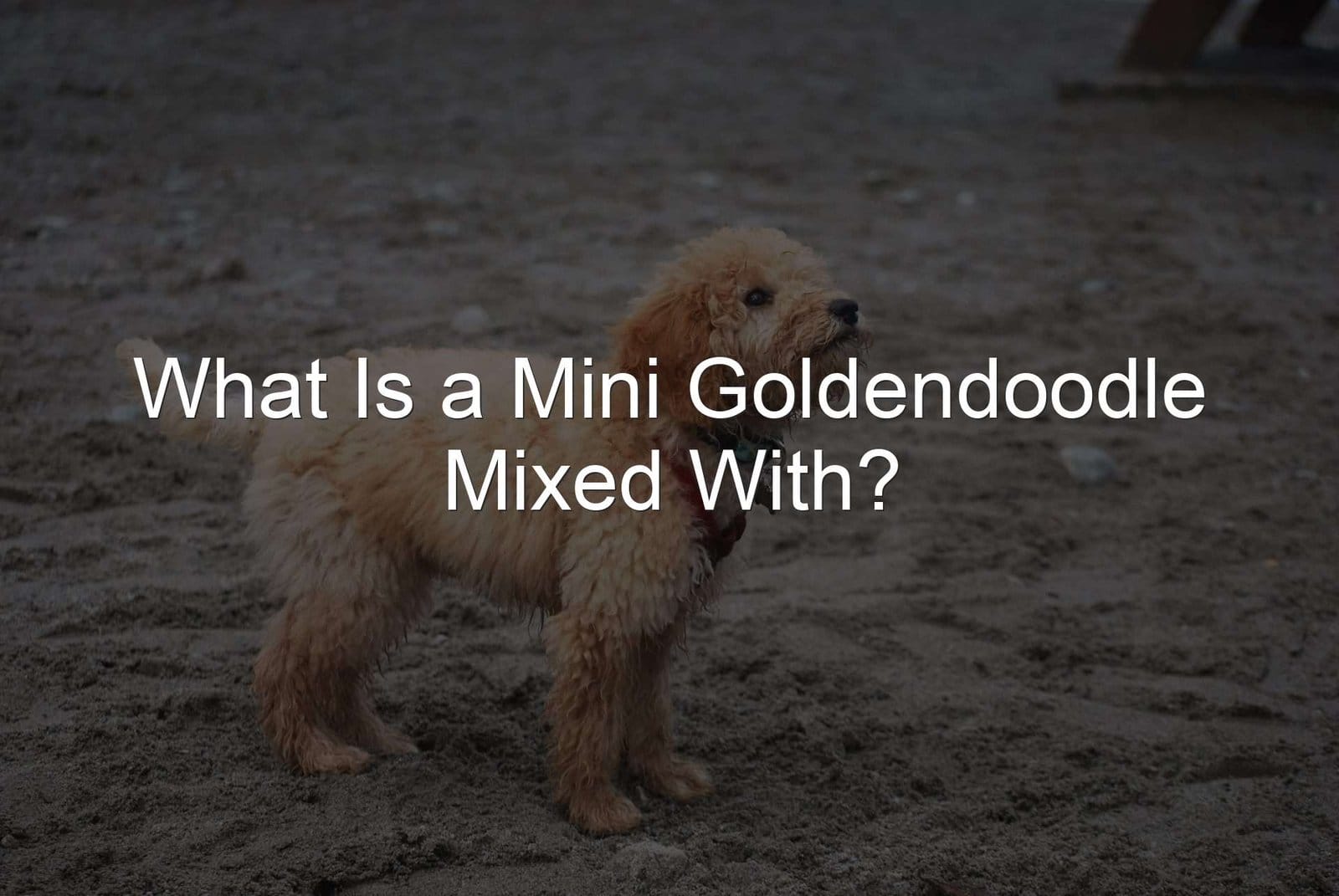 Mini Goldendoodle Mix