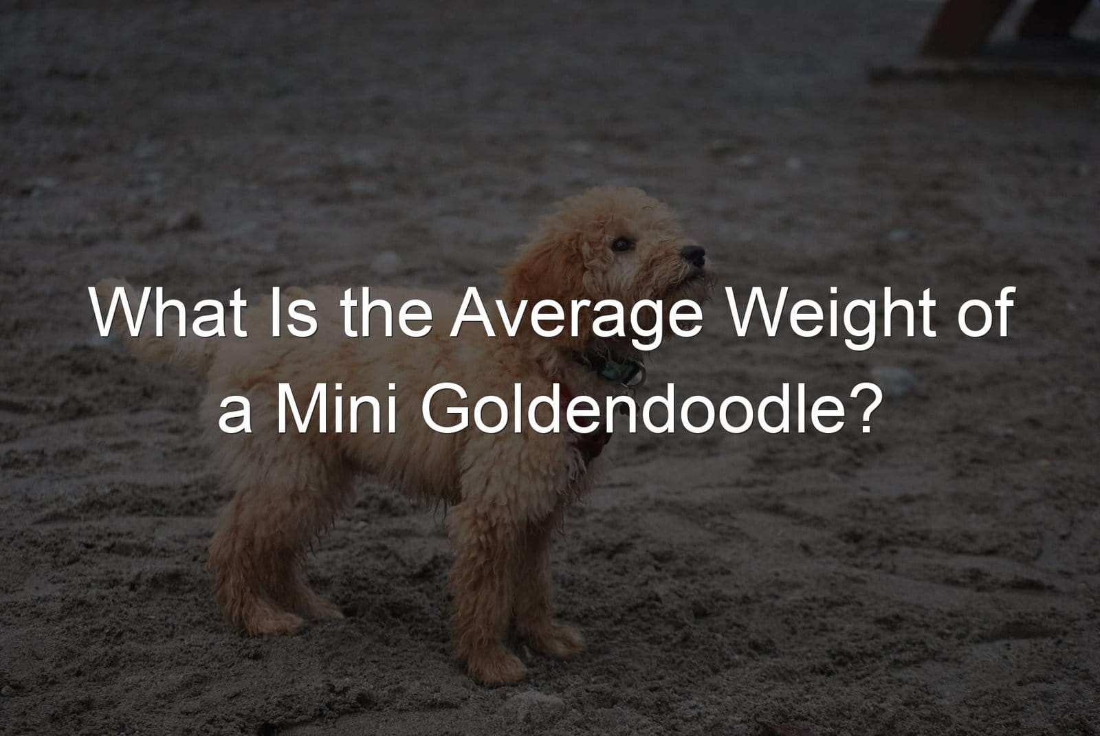 Mini Goldendoodle Lifespan Average Life Expectancy And Health Concerns