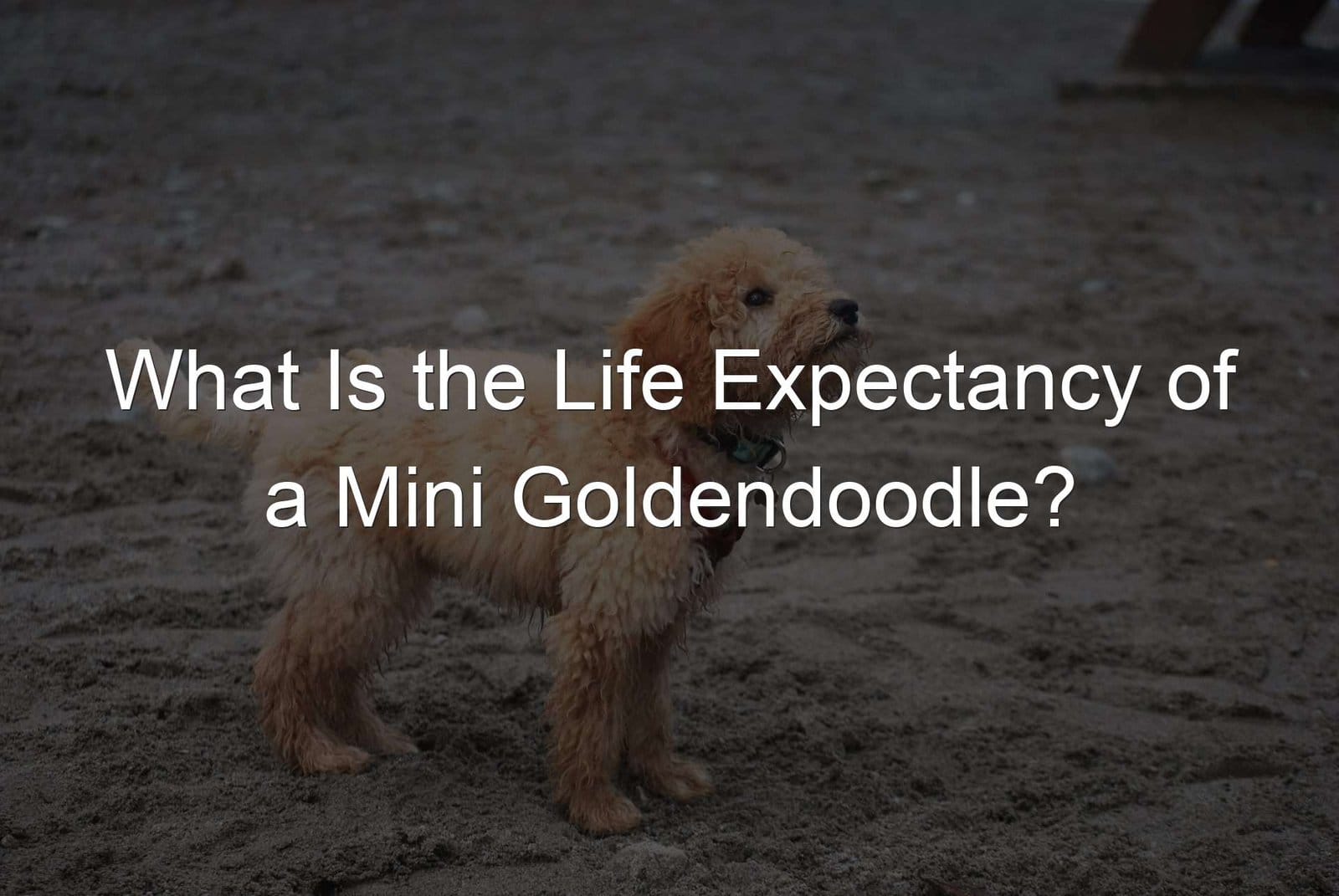 Mini Goldendoodle Life Expectancy