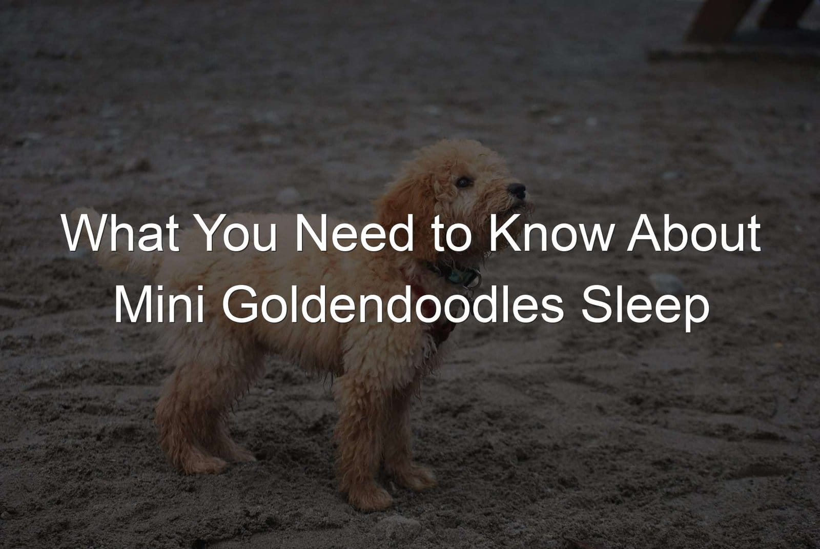 Understanding the sleep patterns of Mini Goldendoodles.