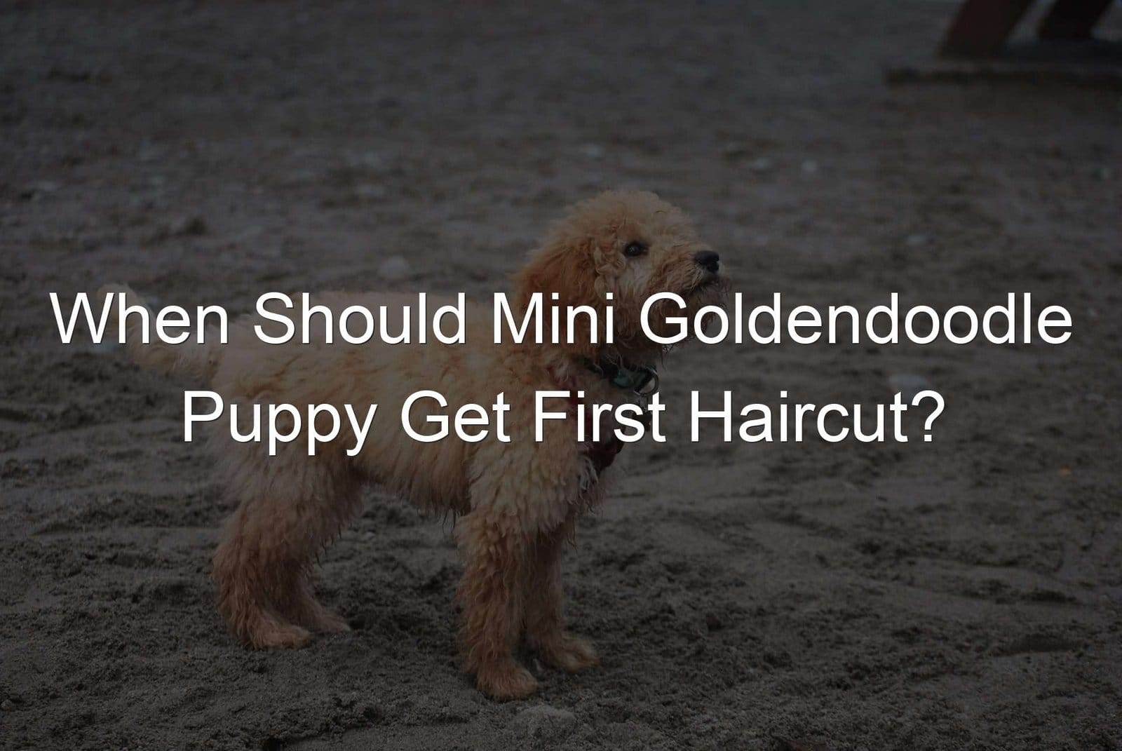 when should puppies get their first haircut