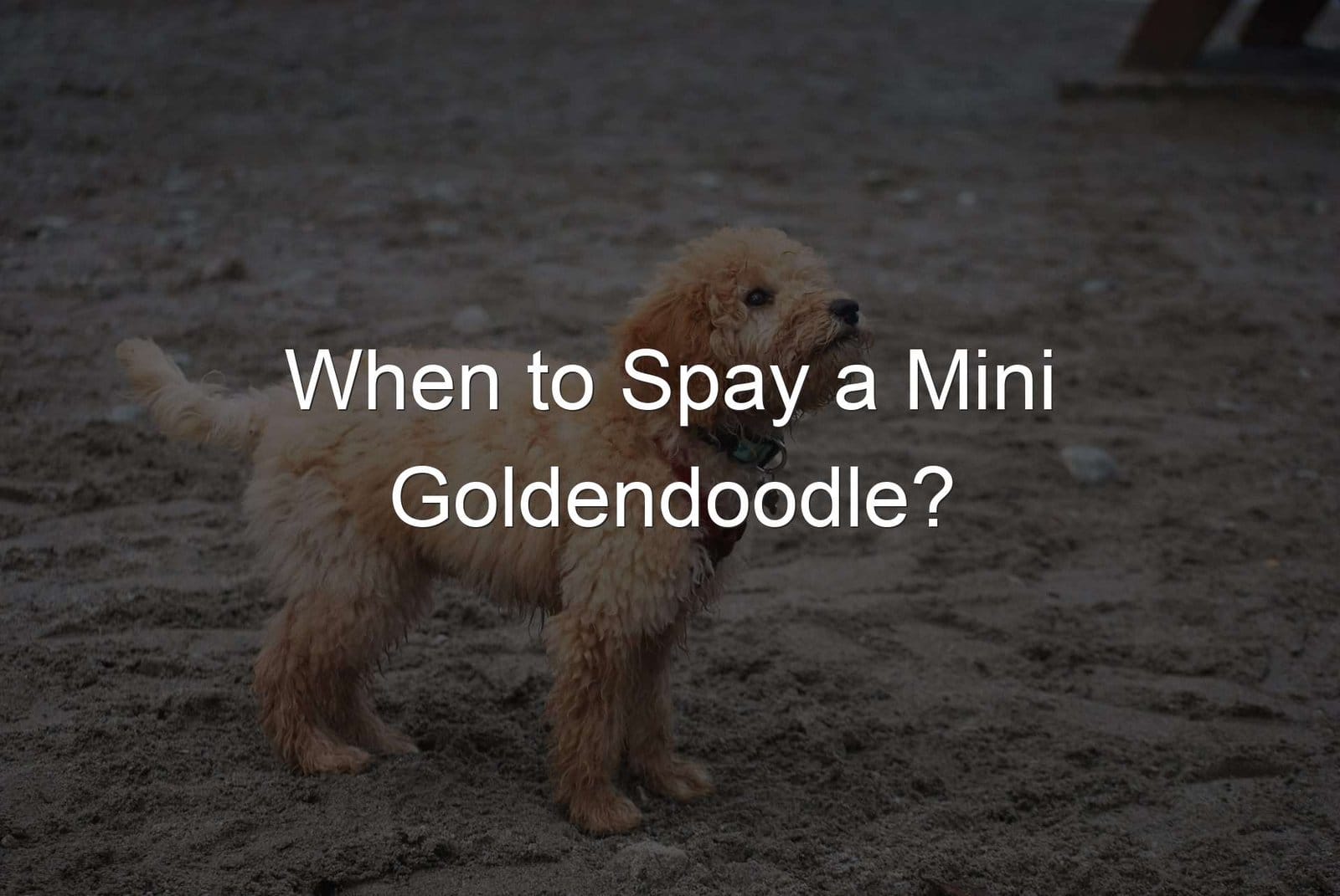 Mini Goldendoodle Spay