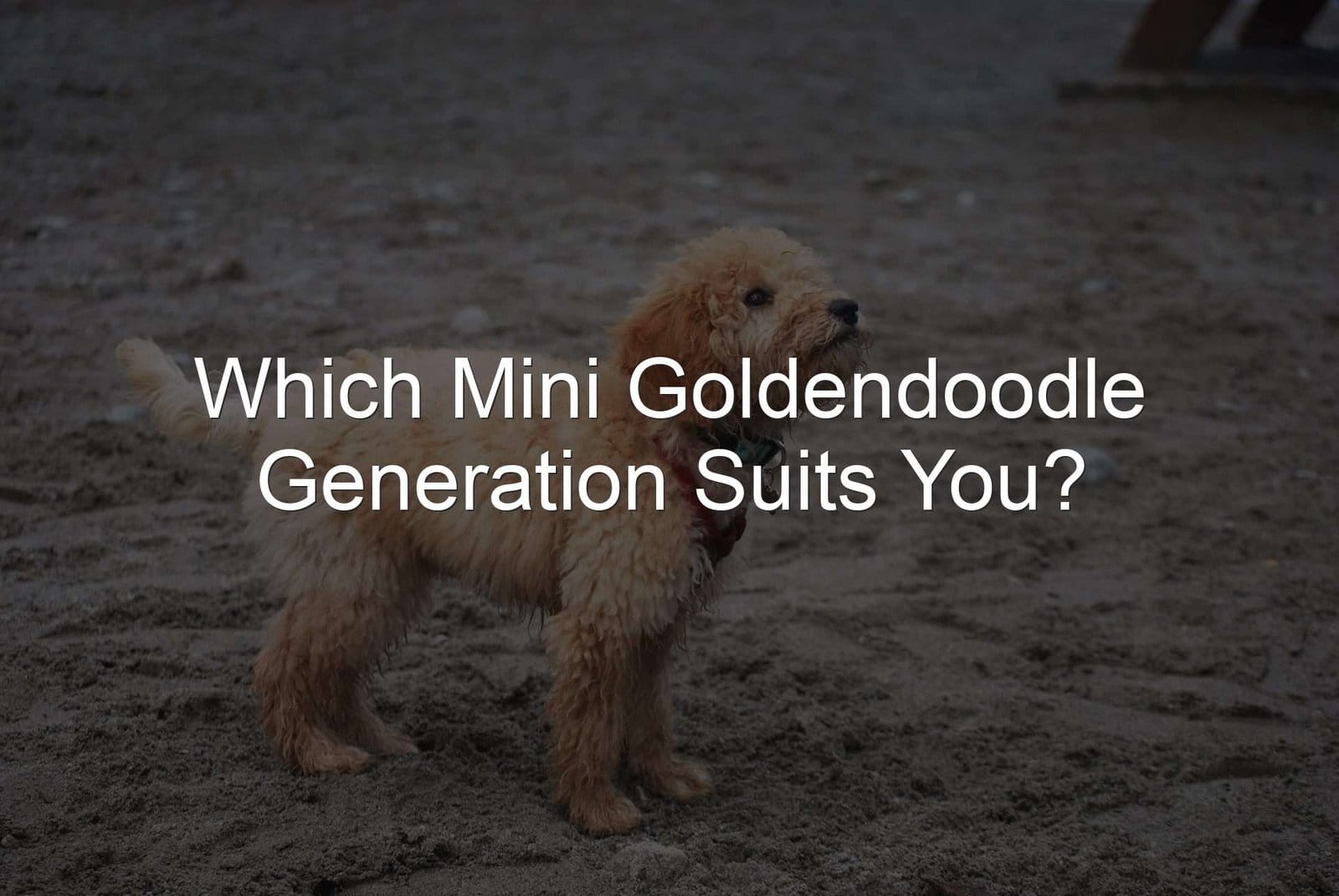 Which Mini Goldendoodle Generation suits you?